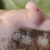 1pc Male Sex Doll, Realistic Sex Doll, with Big Chest And Small Waist, Realistic Vagina And Anus Double Enjoyment, Male Masturbation Masturbation Sex Partner, Adult Products Masturbation Device, TPE Material, Male Orgasm Sex Doll - Image 9